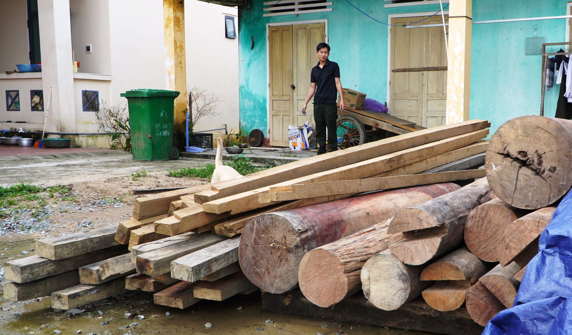 Quảng Nam: Phát hiện lượng lớn gỗ lậu cất giấu trên đất của một trưởng phòng huyện - Ảnh 2. Quảng Nam: Phát hiện lượng lớn gỗ lậu cất giấu trên đất của một trưởng phòng huyện - Ảnh 2.