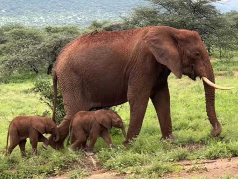 Hy hữu ca song sinh ở voi Kenya - Ảnh 1. Hy hữu ca song sinh ở voi Kenya - Ảnh 1.