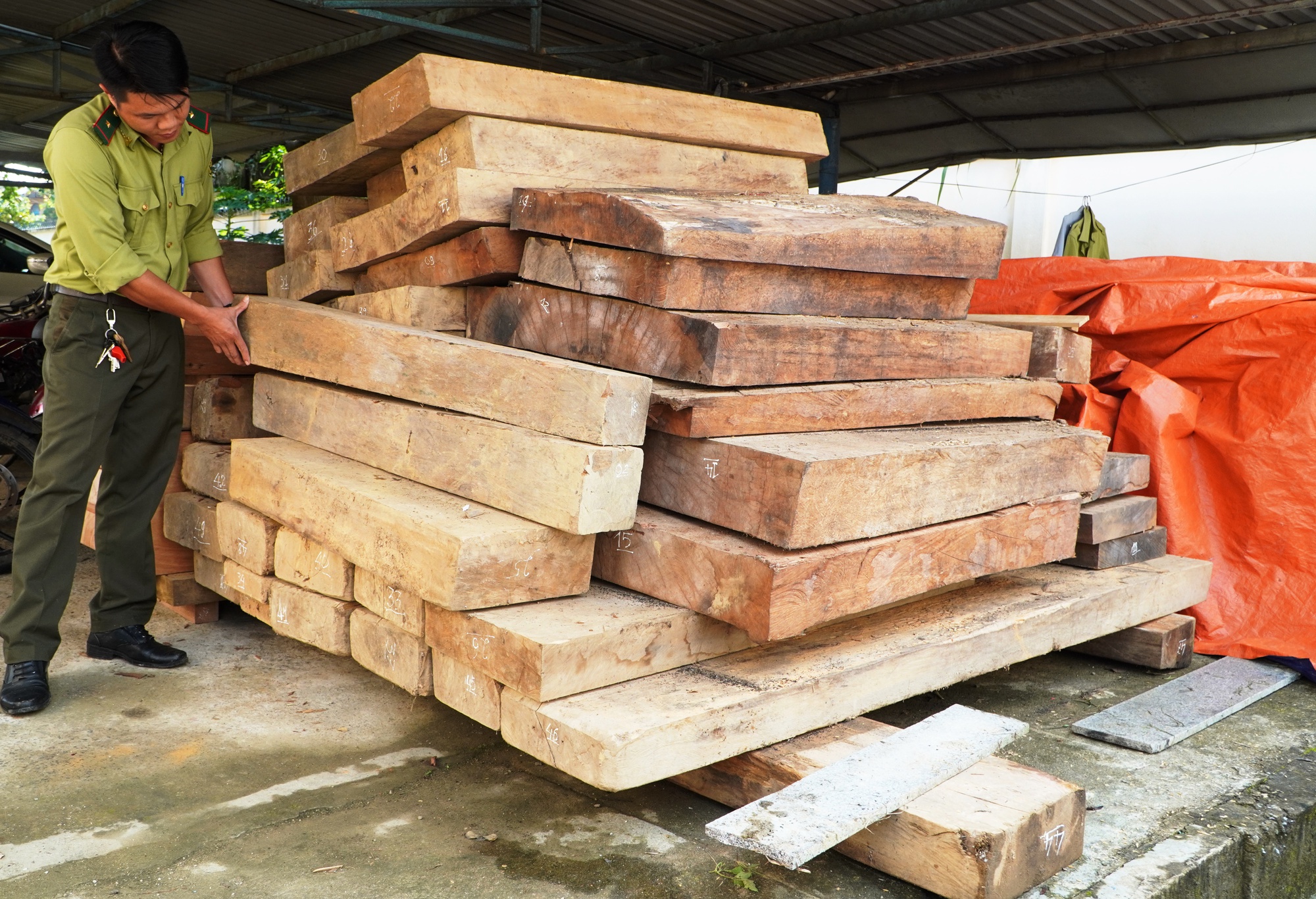 Quảng Nam: Phát hiện lượng lớn gỗ lậu cất giấu trên đất của một trưởng phòng huyện - Ảnh 1. Quảng Nam: Phát hiện lượng lớn gỗ lậu cất giấu trên đất của một trưởng phòng huyện - Ảnh 1.