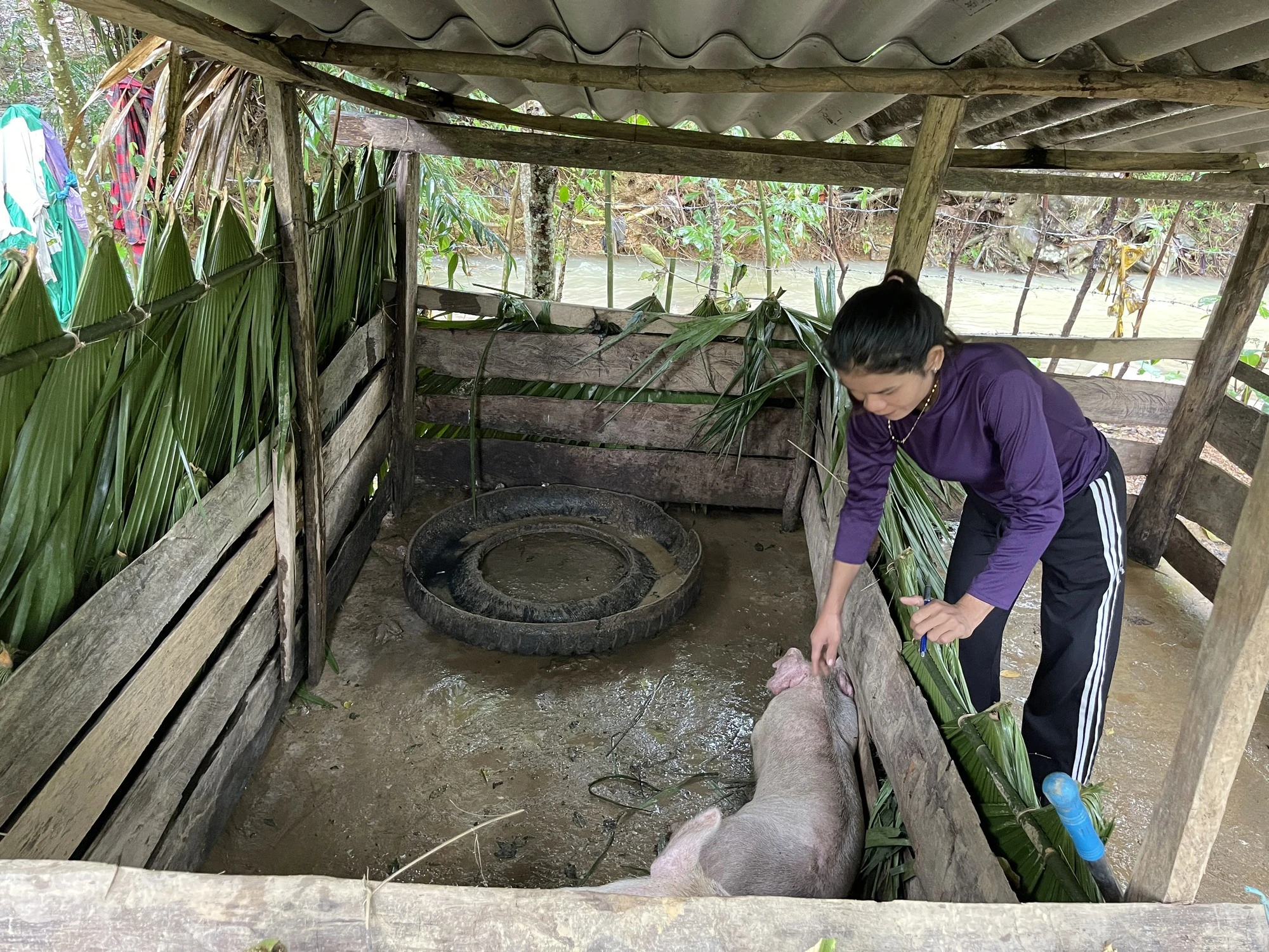 Hàng trăm con lợn, dê cấp cho hộ nghèo ở miền núi Quảng Bình lăn ra chết - Ảnh 2. Hàng trăm con lợn, dê cấp cho hộ nghèo ở miền núi Quảng Bình lăn ra chết - Ảnh 2.