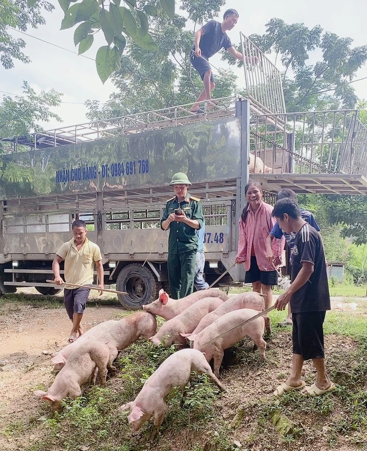 Hàng trăm con lợn, dê cấp cho hộ nghèo ở miền núi Quảng Bình lăn ra chết - Ảnh 3. Hàng trăm con lợn, dê cấp cho hộ nghèo ở miền núi Quảng Bình lăn ra chết - Ảnh 3.