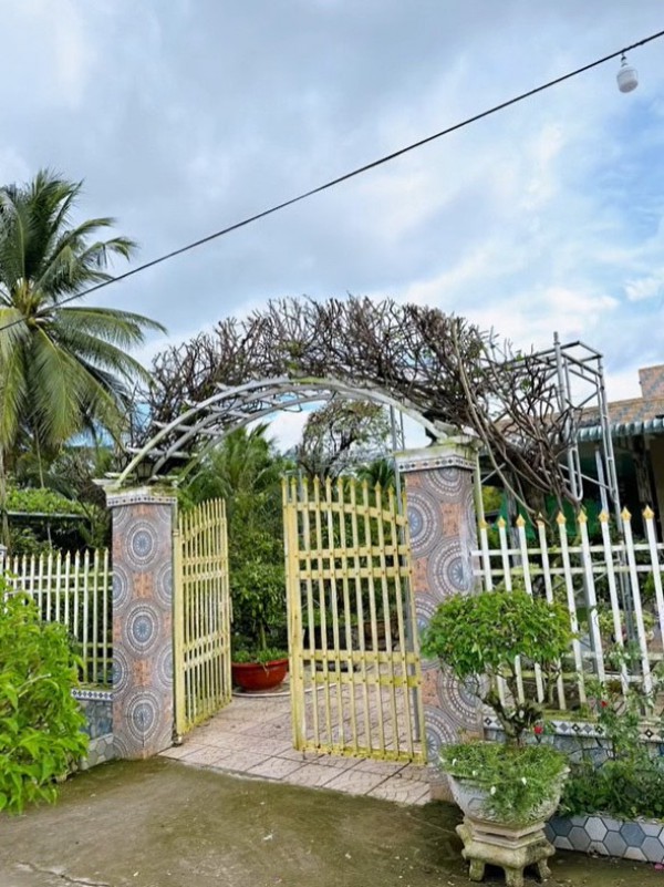 Cổng nhà rực rỡ sắc màu ai thấy đều mê mẩn, học chủ nhà bí kíp căn cho hoa nở đúng dịp Tết