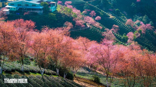 Mai anh đào nở rộ trên đồi chè đẹp nhất Việt Nam