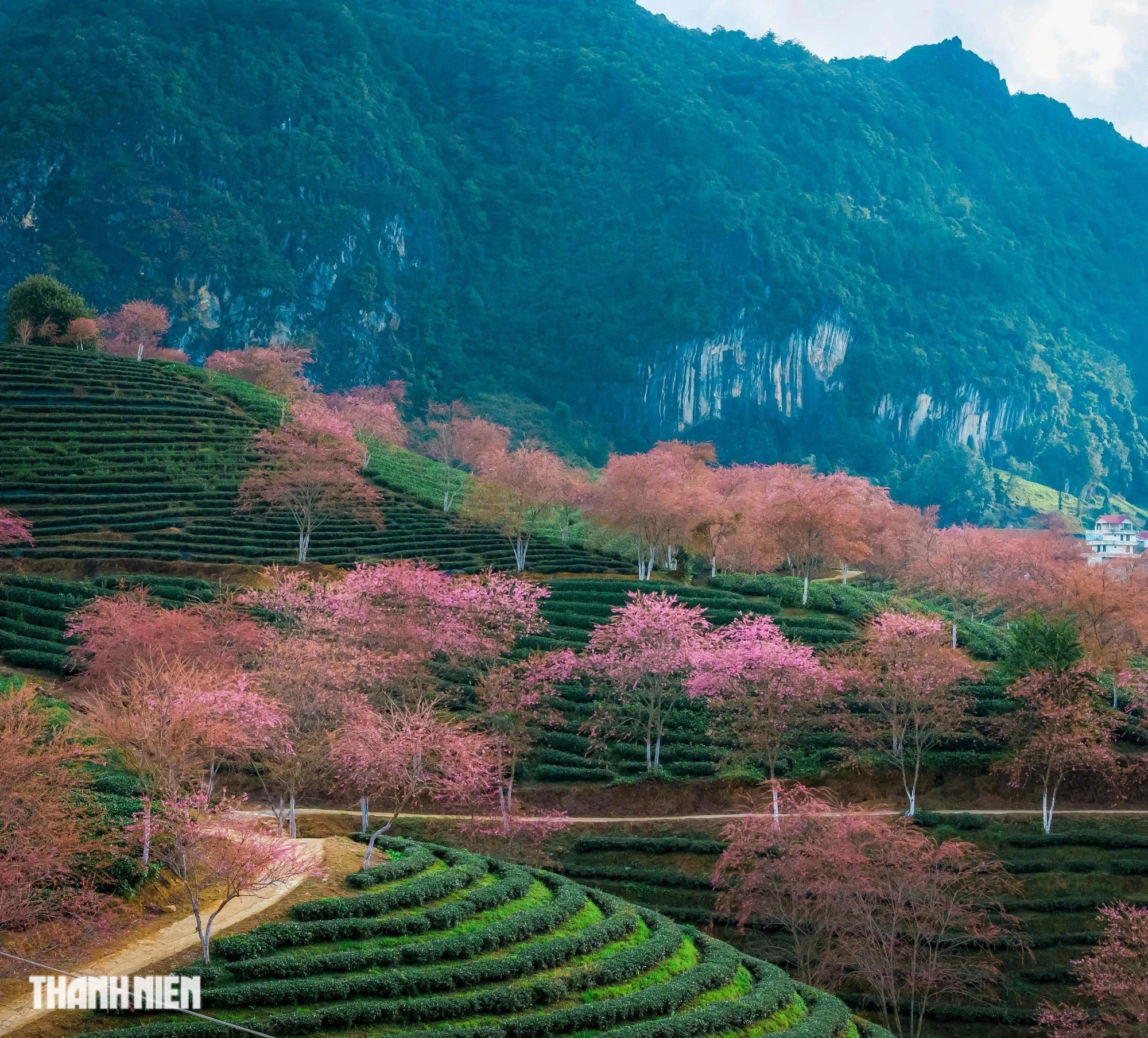 Mai anh đào nở rộ trên đồi chè đẹp nhất Việt Nam