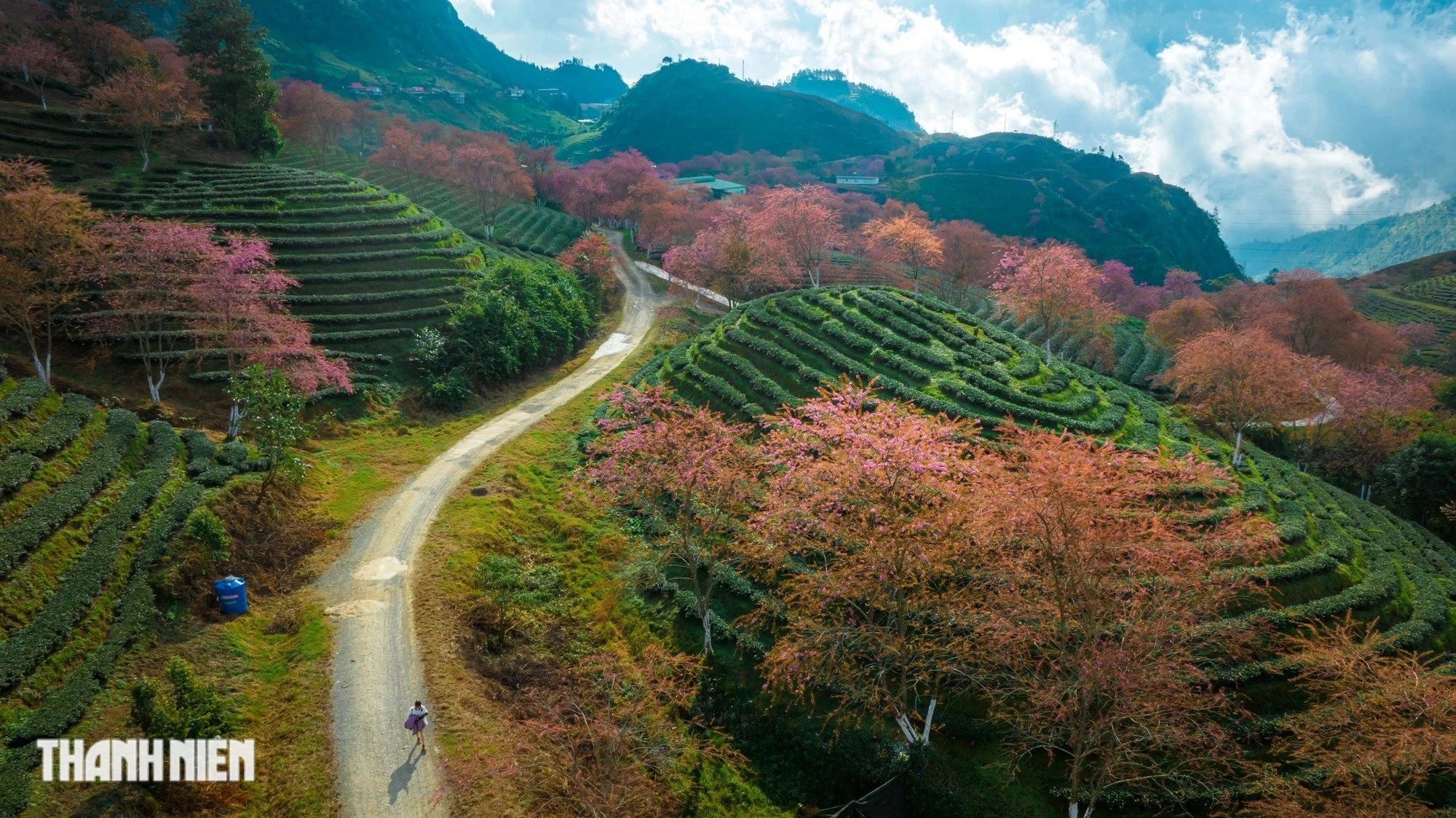 Mai anh đào nở rộ trên đồi chè đẹp nhất Việt Nam