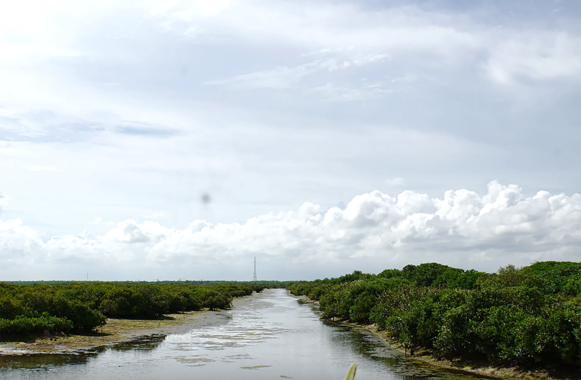 Hệ sinh thái ven biển tại Khu bảo tồn thiên nhiên đất ngập nước Tiền Hải phát triển phong phú, đa dạng