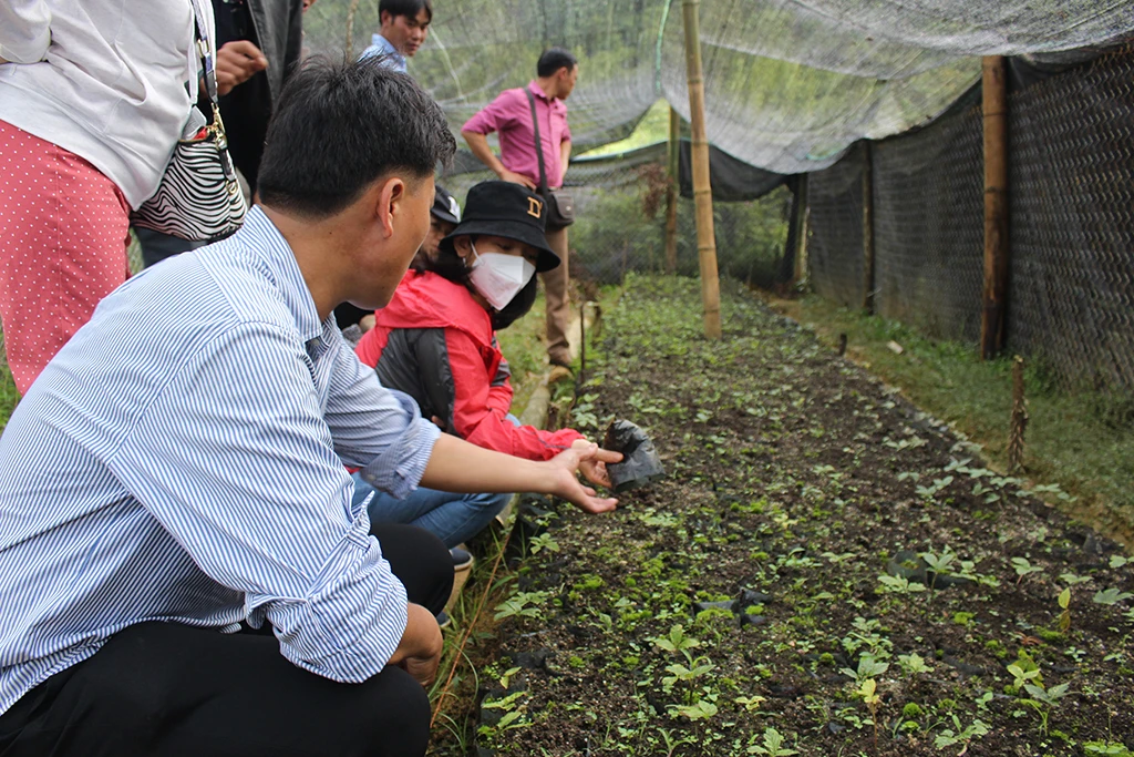 Sâm 'quốc bảo' Việt đi về đâu?: Cần chung tay giải bài toán khó- Ảnh 2.
