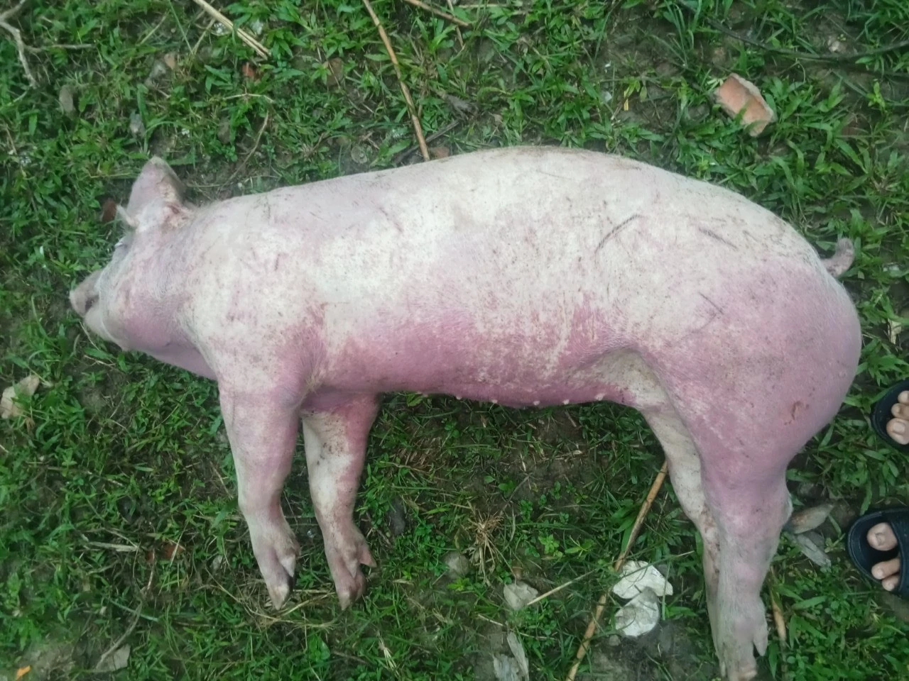 Hàng trăm con lợn, dê cấp cho hộ nghèo ở miền núi Quảng Bình lăn ra chết - Ảnh 1. Hàng trăm con lợn, dê cấp cho hộ nghèo ở miền núi Quảng Bình lăn ra chết - Ảnh 1.