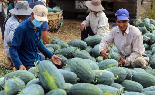 Nghị định thư về kiểm dịch “mở đường” xuất khẩu chính ngạch dưa hấu sang Trung Quốc