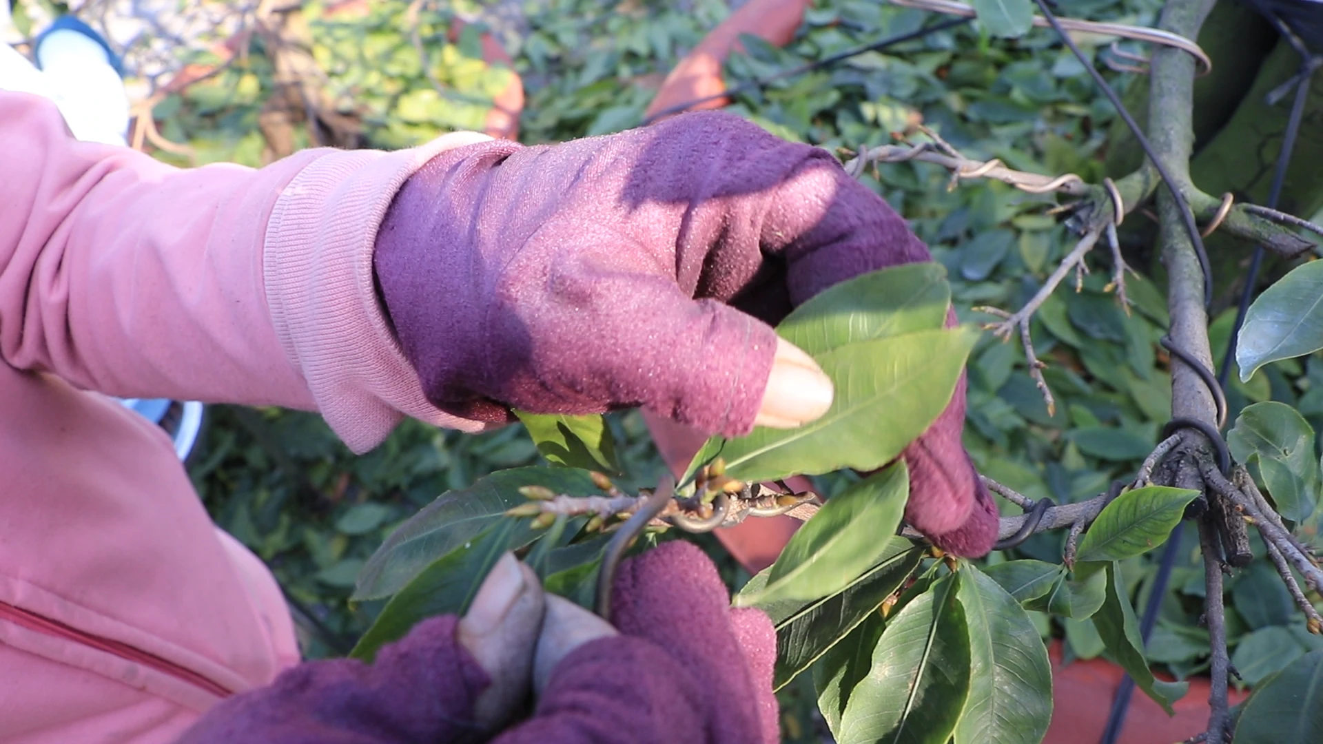 Nhọc nhằn Nhọc nhằn