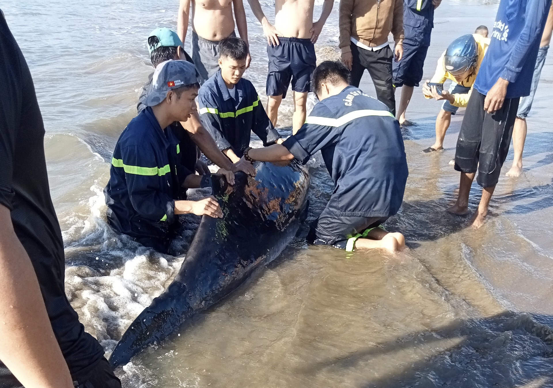 Cá nhà táng mắc cạn ở bãi biển Quy Nhơn- Ảnh 2. Cá nhà táng mắc cạn ở bãi biển Quy Nhơn- Ảnh 2.