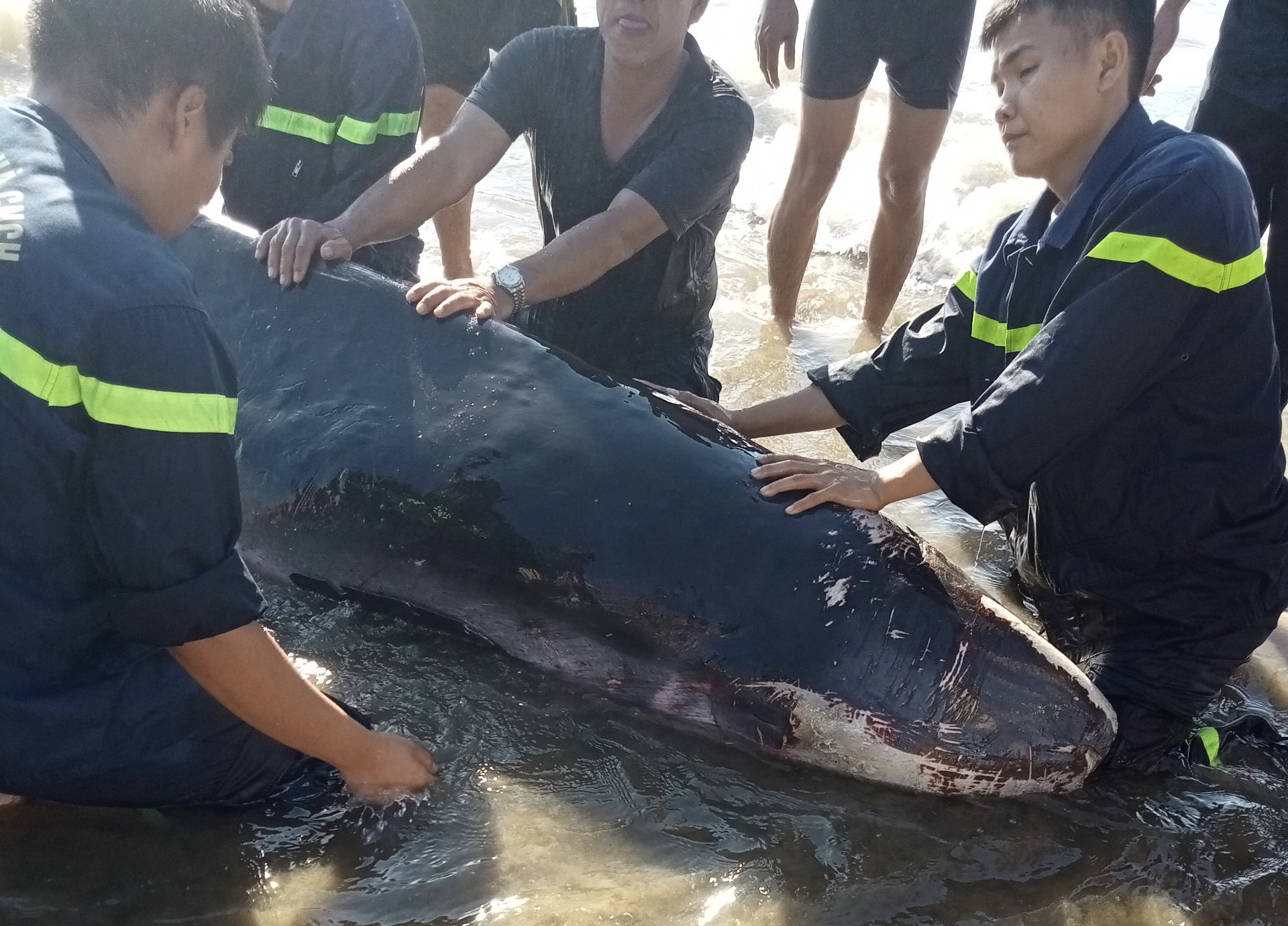 Cá nhà táng mắc cạn ở bãi biển Quy Nhơn- Ảnh 3. Cá nhà táng mắc cạn ở bãi biển Quy Nhơn- Ảnh 3.