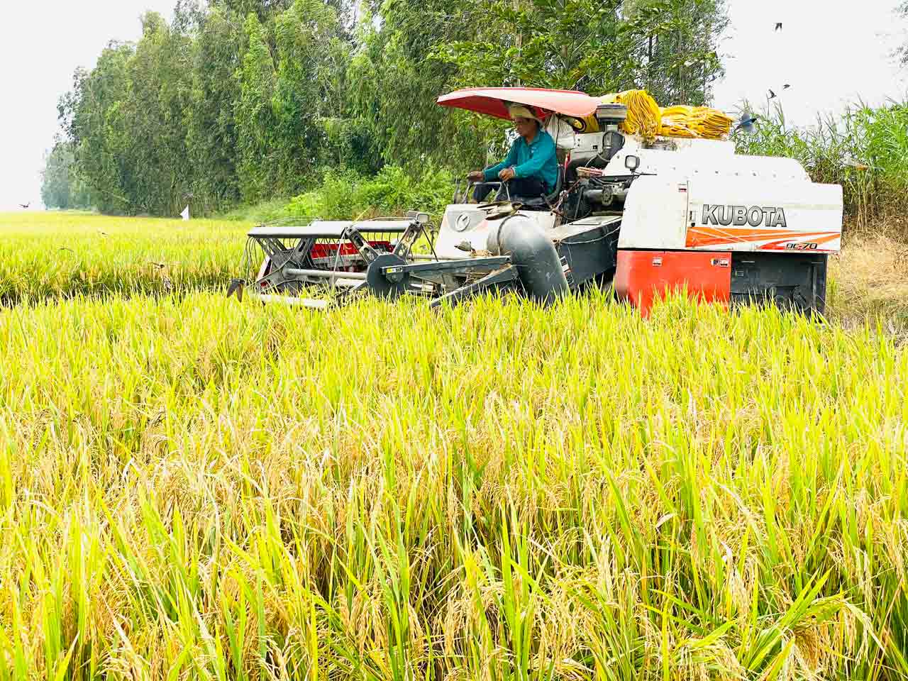 Hạn, mặn gia tăng khắp nơi- Ảnh 2.