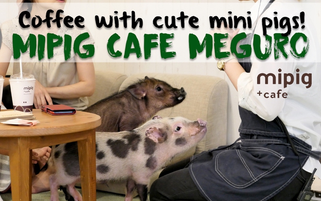 Cơn sốt mới "cà phê lợn mini" ở Nhật Bản