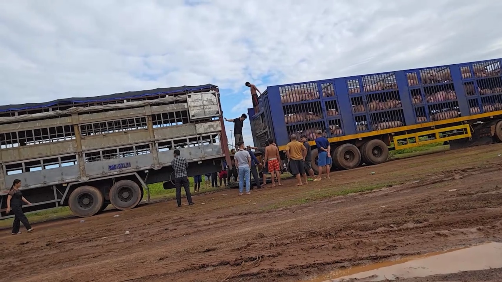 Khẩn trương ngăn chặn gia súc gia cầm nhập lậu- Ảnh 1. Khẩn trương ngăn chặn gia súc gia cầm nhập lậu- Ảnh 1.