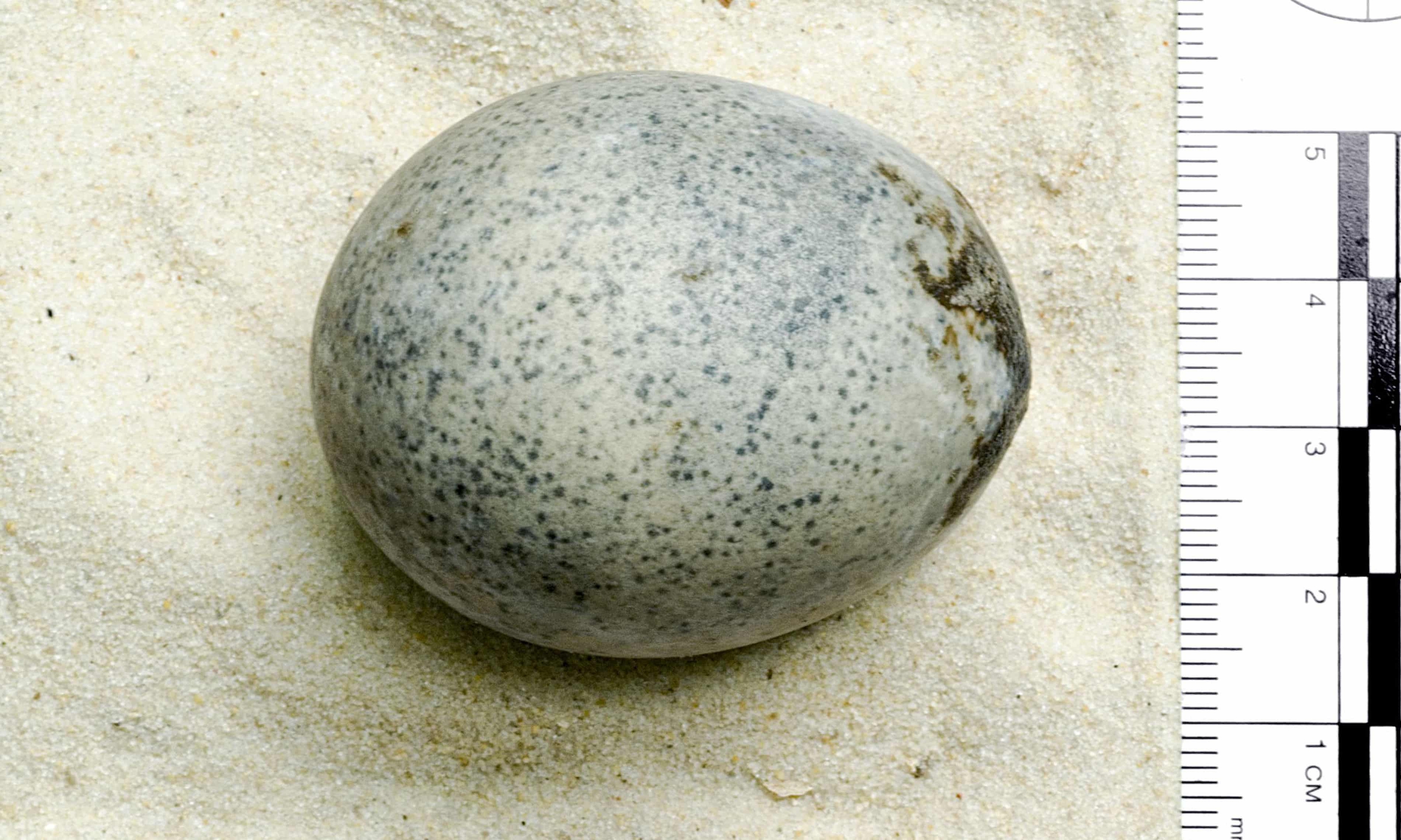Quả trứng 1.700 năm vẫn còn nguyên lòng đỏ và lòng trắng bên trong- Ảnh 1.