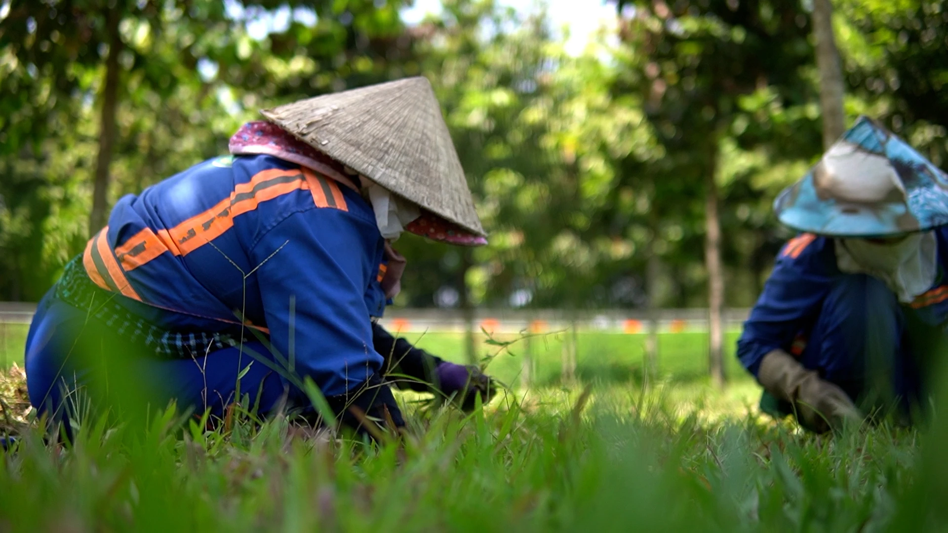 Nghề chăm sóc cây xanh: Nhọc nhằn mưu sinh giữa nắng gắt Sài Gòn