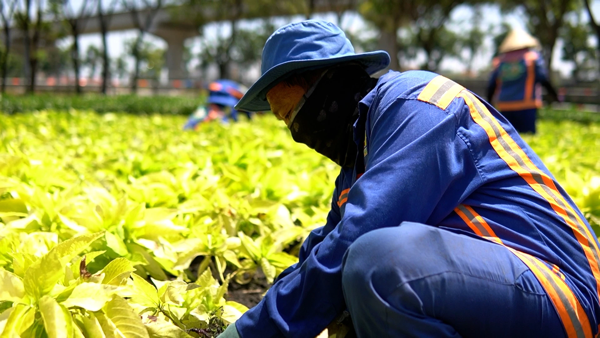 Nghề chăm sóc cây xanh: Nhọc nhằn mưu sinh giữa nắng gắt Sài Gòn