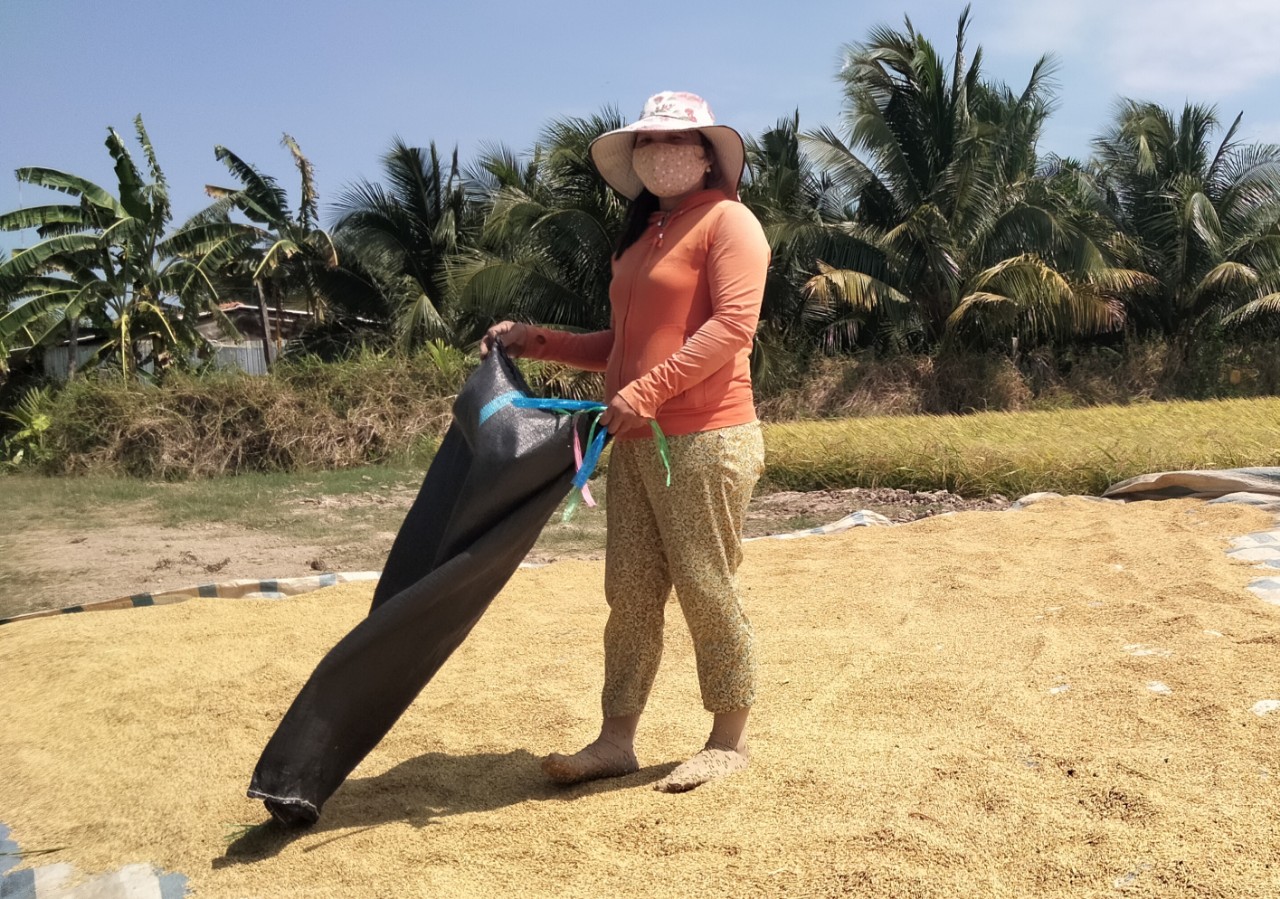 Lúa đông xuân 'chạy mặn'  trúng lớn- Ảnh 2.
