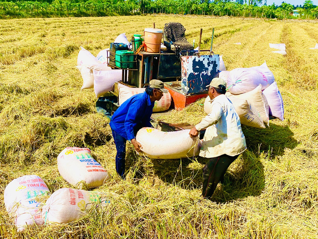 Lập sàn giao dịch lúa gạo: Xóa mờ những góc khuất thị trường- Ảnh 2.