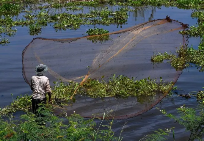 20% loài cá trên sông Mekong đối mặt nguy cơ tuyệt chủng