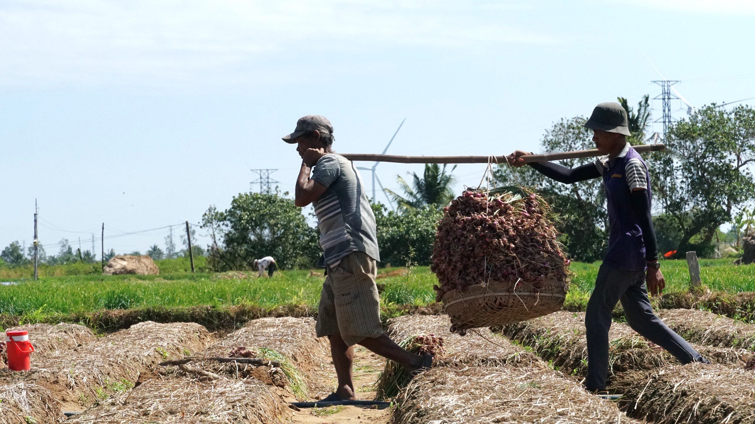 Hành tím Vĩnh Châu thu hoạch rộ, nông dân mừng vì trúng mùa- Ảnh 3.