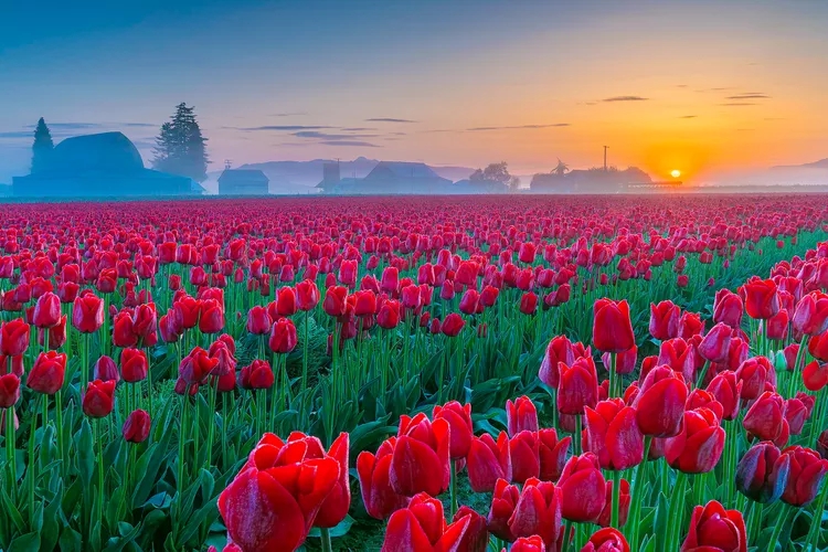 Rực rỡ ngắm nhìn 10 triệu bông hoa tulip nở rộ trong lễ hội hoa tulip lớn nhất tại Mỹ Rực rỡ ngắm nhìn 10 triệu bông hoa tulip nở rộ trong lễ hội hoa tulip lớn nhất tại Mỹ