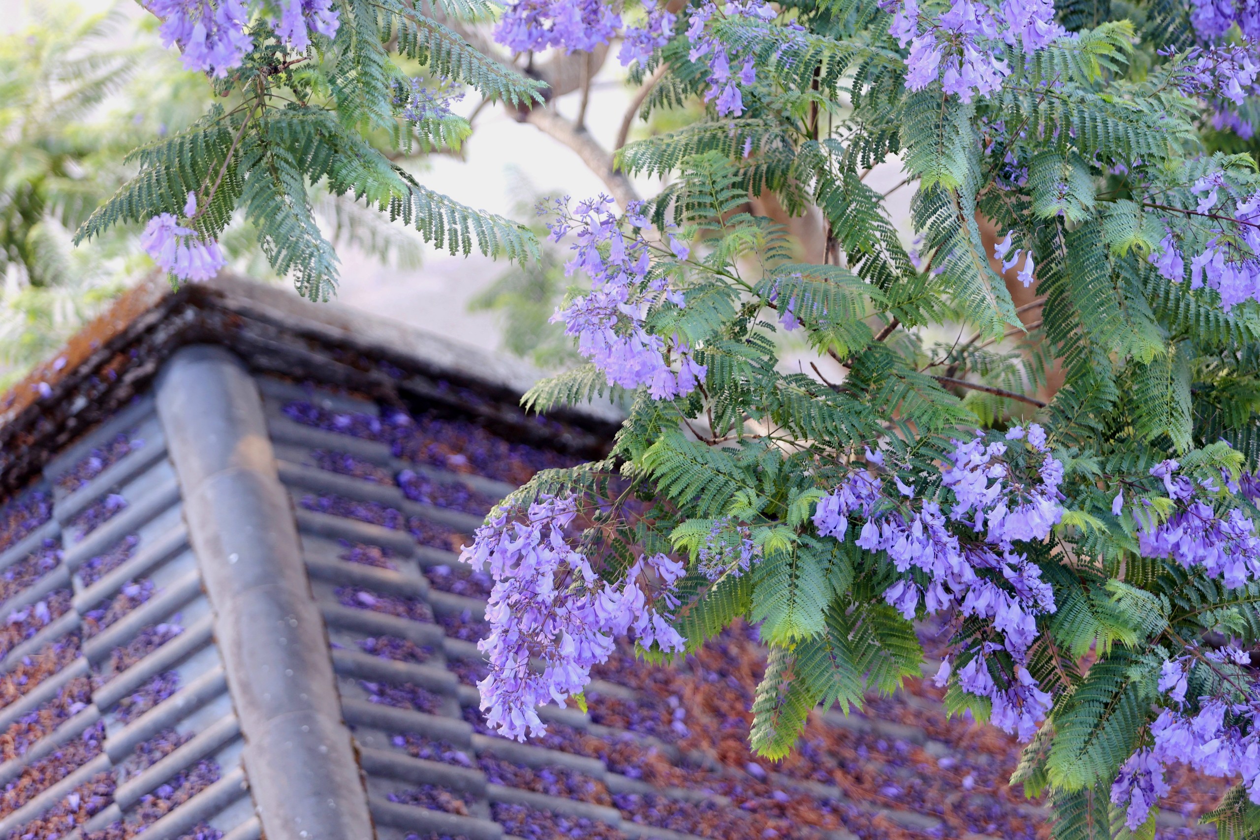 Những người Nhật rành tiếng Việt, tiếng Anh giúp 'kích cầu' du lịch Việt Nam- Ảnh 5.