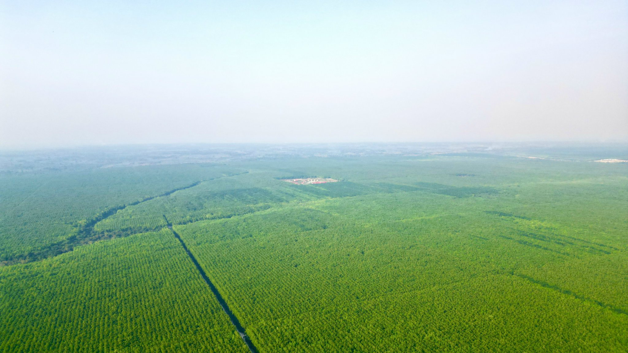 VRG đánh giá trữ lượng carbon rừng cao su để thương mại hóa- Ảnh 2.