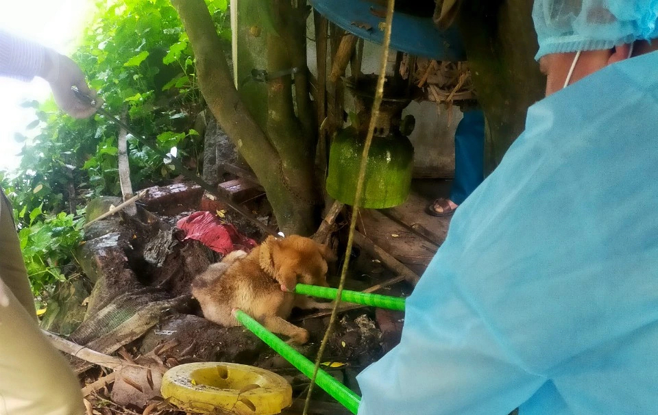 Chó dại 'tấn công' trường học cắn 14 thầy giáo, học sinh - Ảnh 1. Chó dại 'tấn công' trường học cắn 14 thầy giáo, học sinh - Ảnh 1.