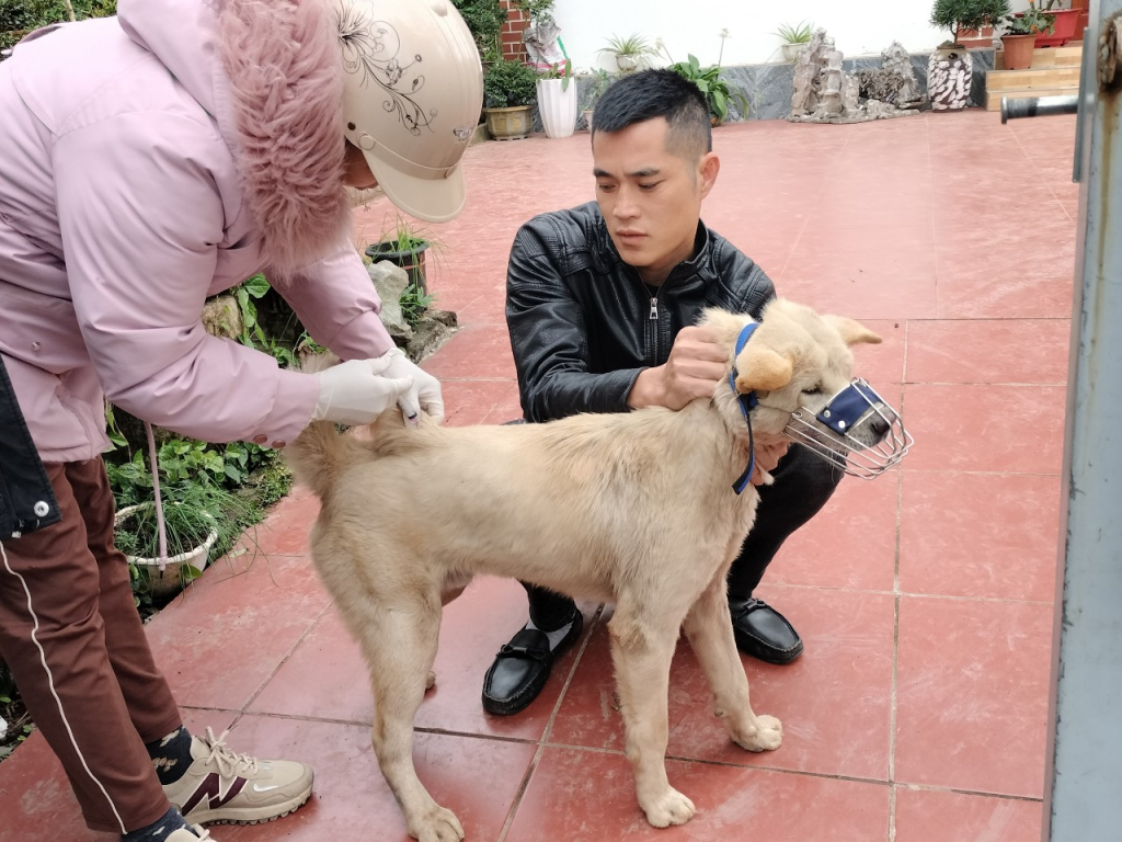 Chó dại 'tấn công' trường học cắn 14 thầy giáo, học sinh - Ảnh 2. Chó dại 'tấn công' trường học cắn 14 thầy giáo, học sinh - Ảnh 2.