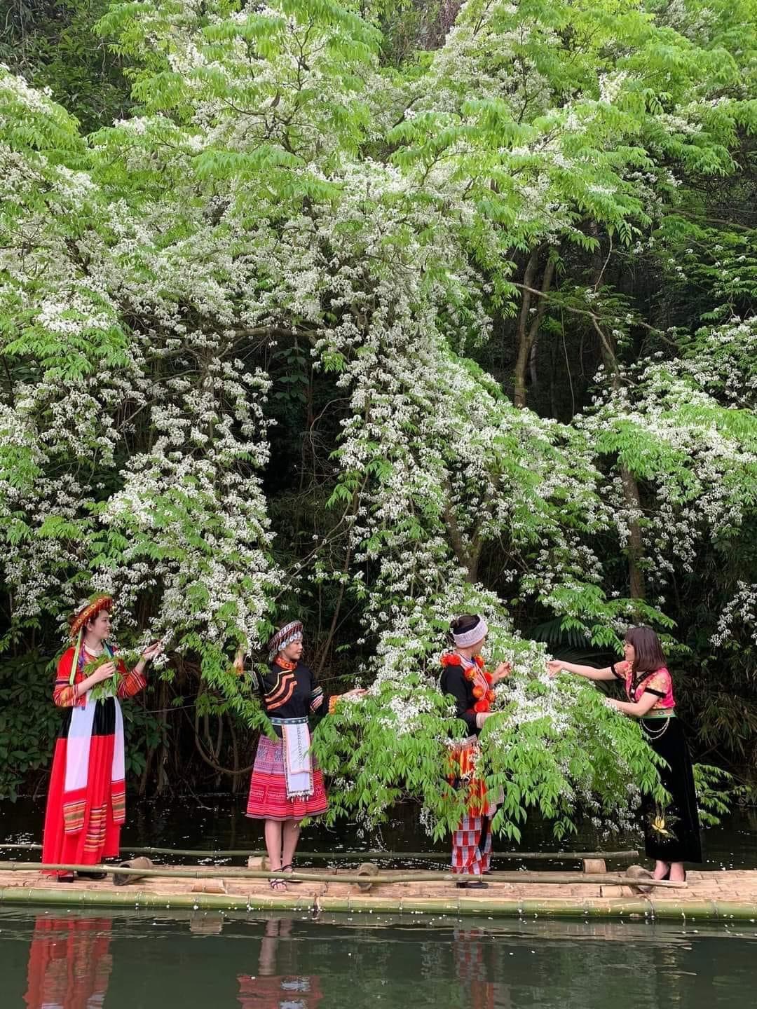 Đẹp ngỡ ngàng mùa hoa Sưa nở trắng rừng Tân Trào Đẹp ngỡ ngàng mùa hoa Sưa nở trắng rừng Tân Trào