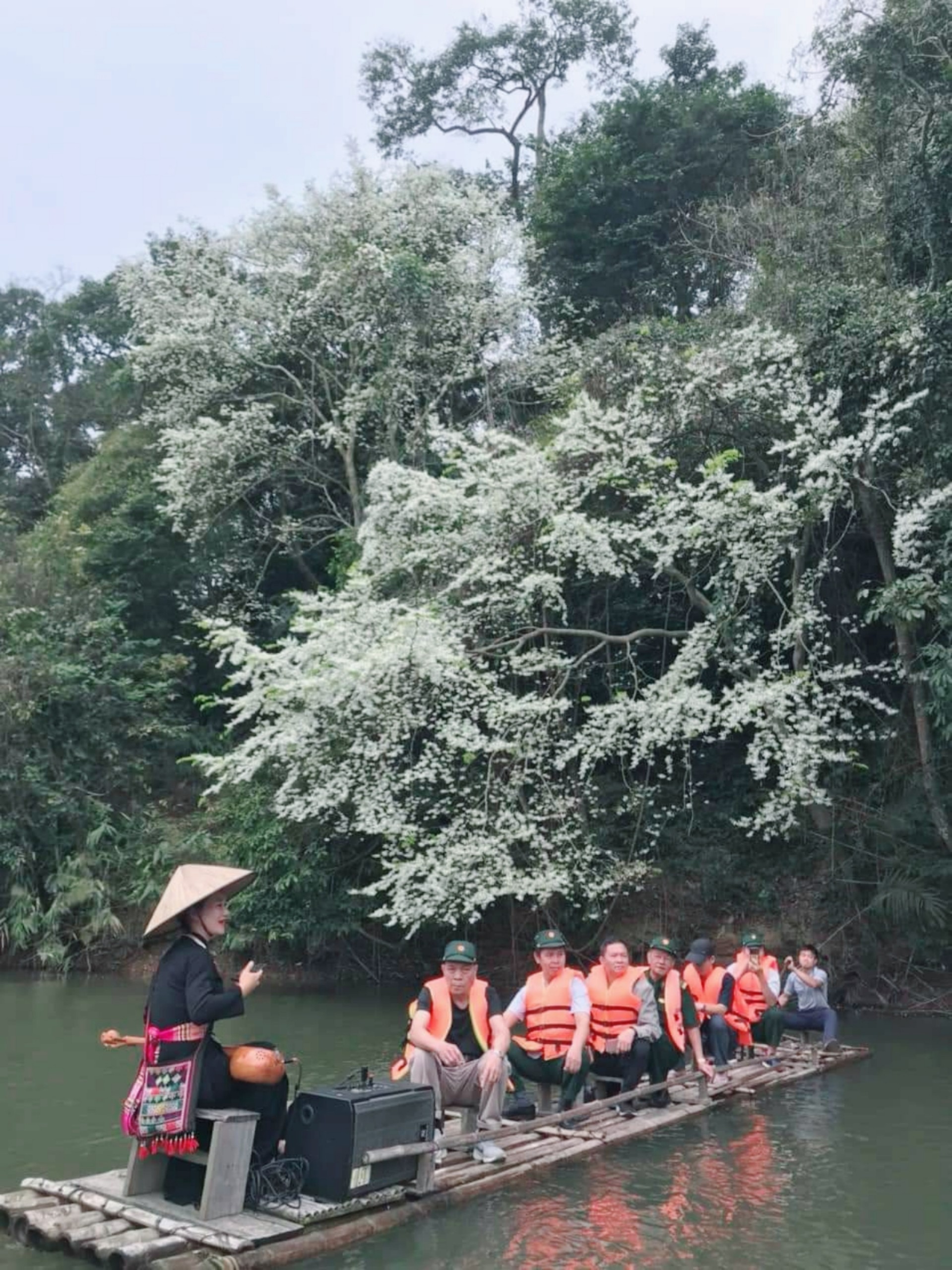 Đẹp ngỡ ngàng mùa hoa Sưa nở trắng rừng Tân Trào Đẹp ngỡ ngàng mùa hoa Sưa nở trắng rừng Tân Trào