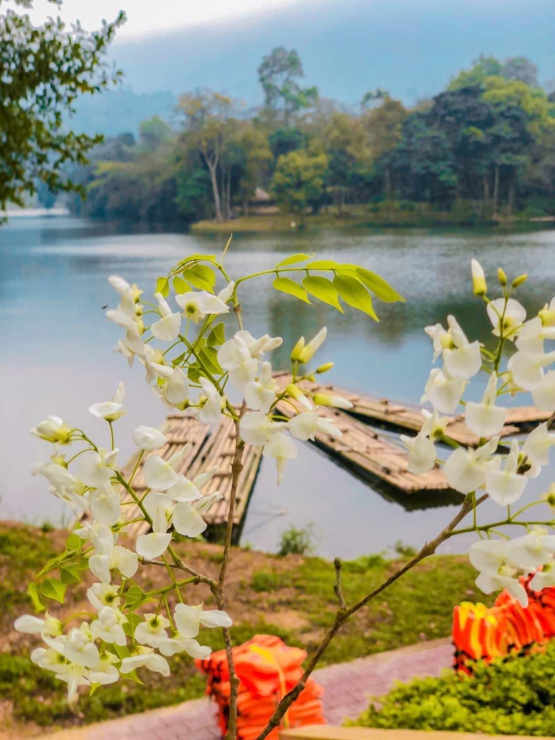 Đẹp ngỡ ngàng mùa hoa Sưa nở trắng rừng Tân Trào Đẹp ngỡ ngàng mùa hoa Sưa nở trắng rừng Tân Trào