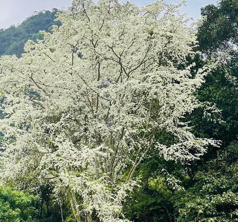 Đẹp ngỡ ngàng mùa hoa Sưa nở trắng rừng Tân Trào Đẹp ngỡ ngàng mùa hoa Sưa nở trắng rừng Tân Trào