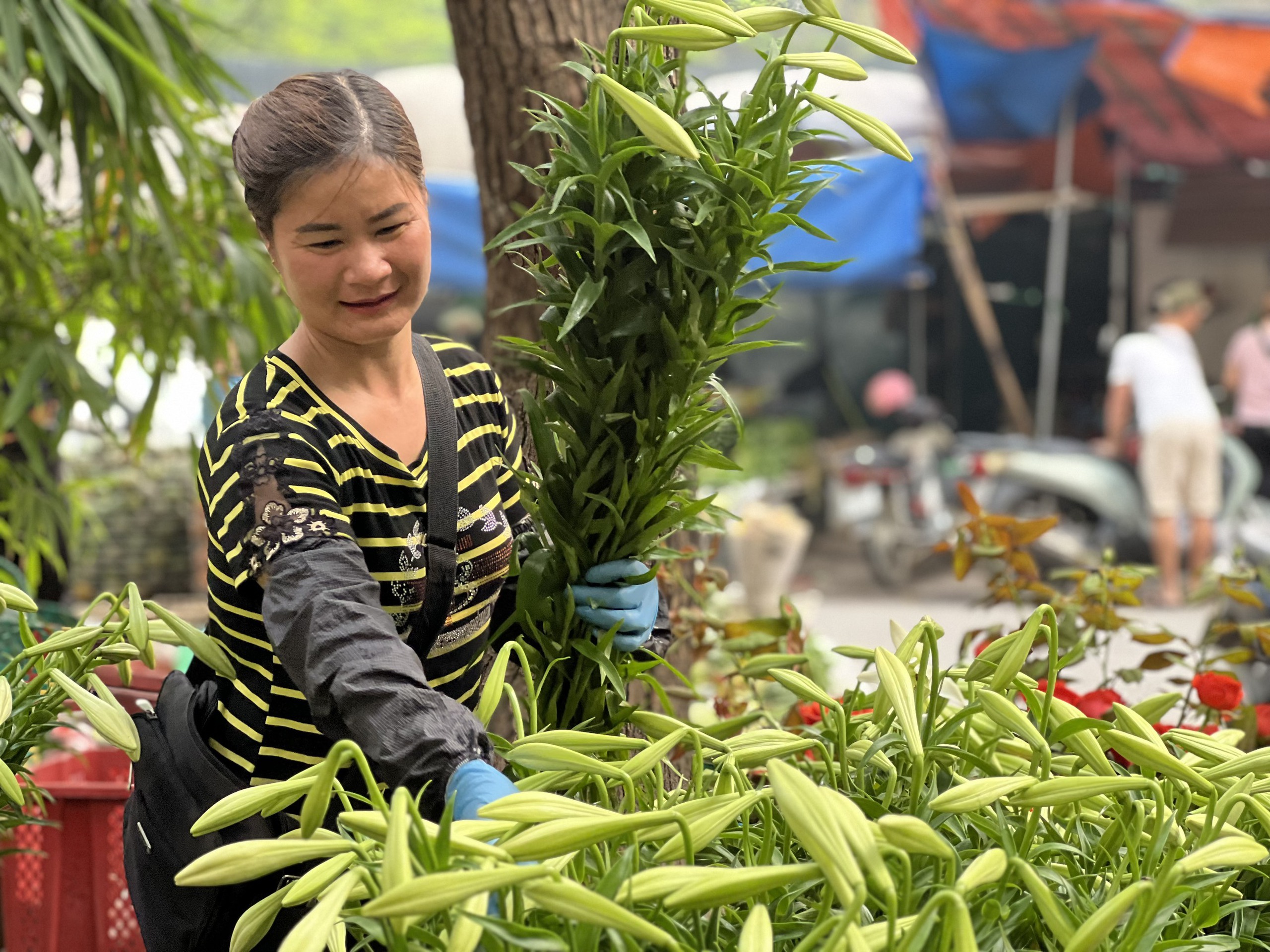 Mùa hoa loa kèn ở Hà Nội Mùa hoa loa kèn ở Hà Nội