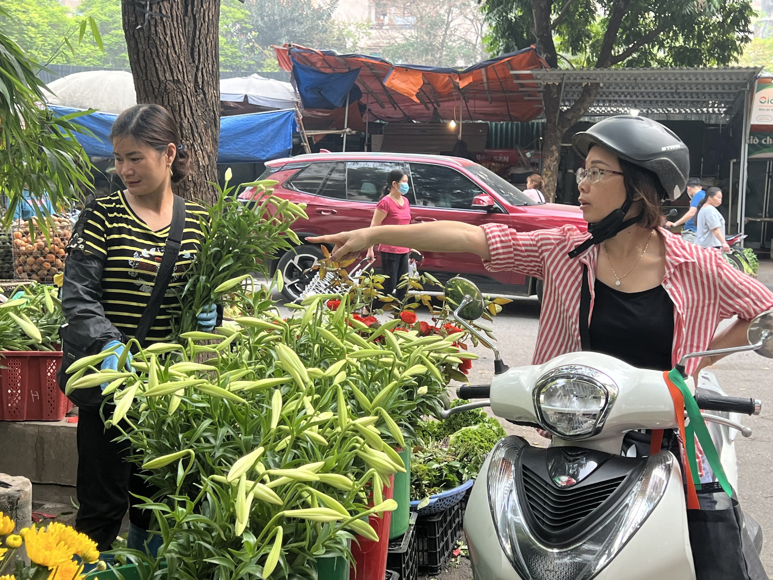 Mùa hoa loa kèn ở Hà Nội Mùa hoa loa kèn ở Hà Nội
