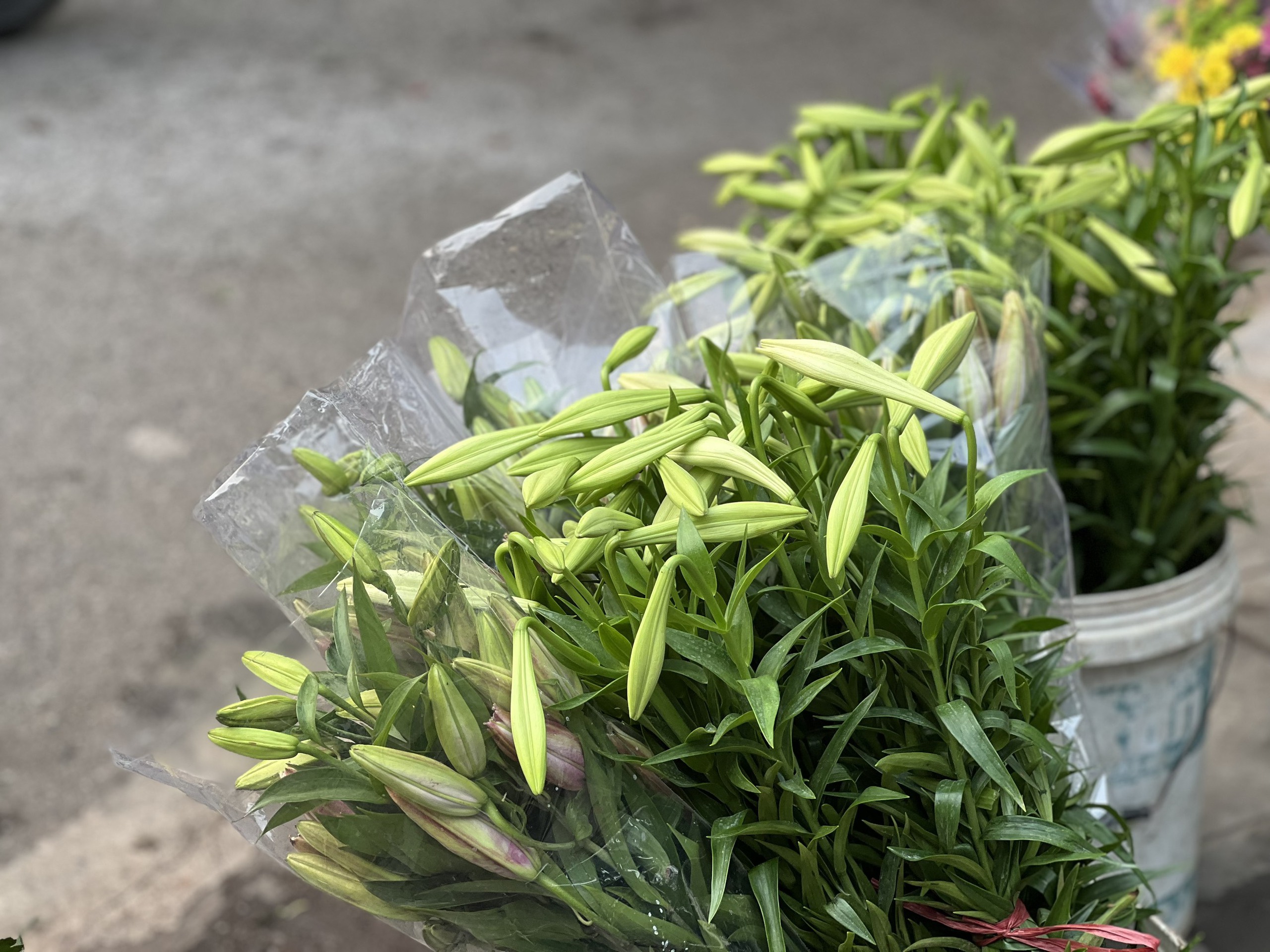 Mùa hoa loa kèn ở Hà Nội Mùa hoa loa kèn ở Hà Nội