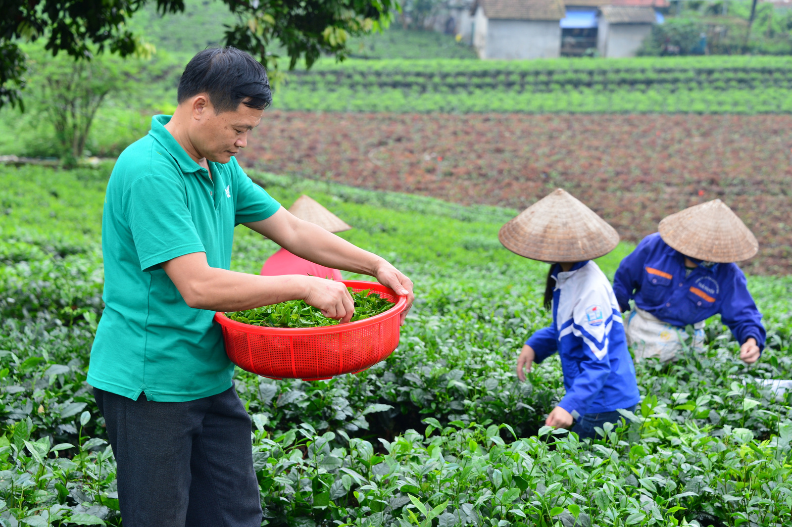 Ước được ôm một cây chè cổ thụ và giấc mơ 'đại sứ chè' khắp thế giới- Ảnh 5.