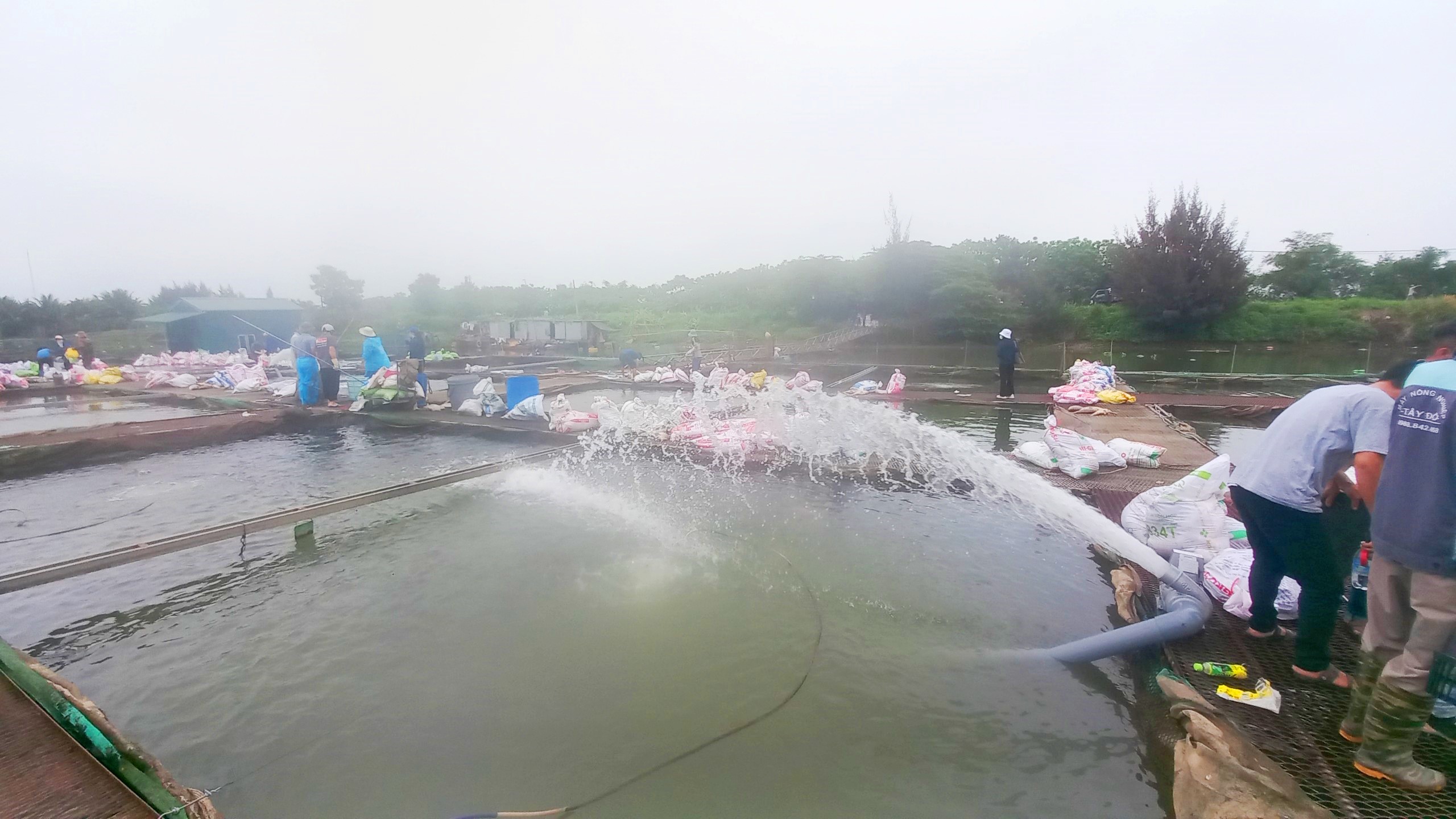 Hải Dương: Đã tìm ra nguyên nhân hàng trăm tấn cá lồng chết- Ảnh 2. Hải Dương: Đã tìm ra nguyên nhân hàng trăm tấn cá lồng chết- Ảnh 2.