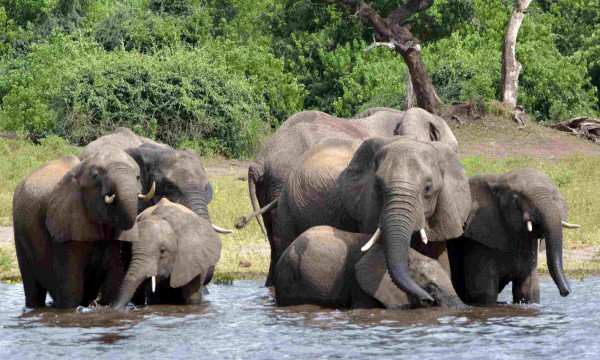 Quốc gia châu Phi dọa gửi 20.000 con voi đến Đức