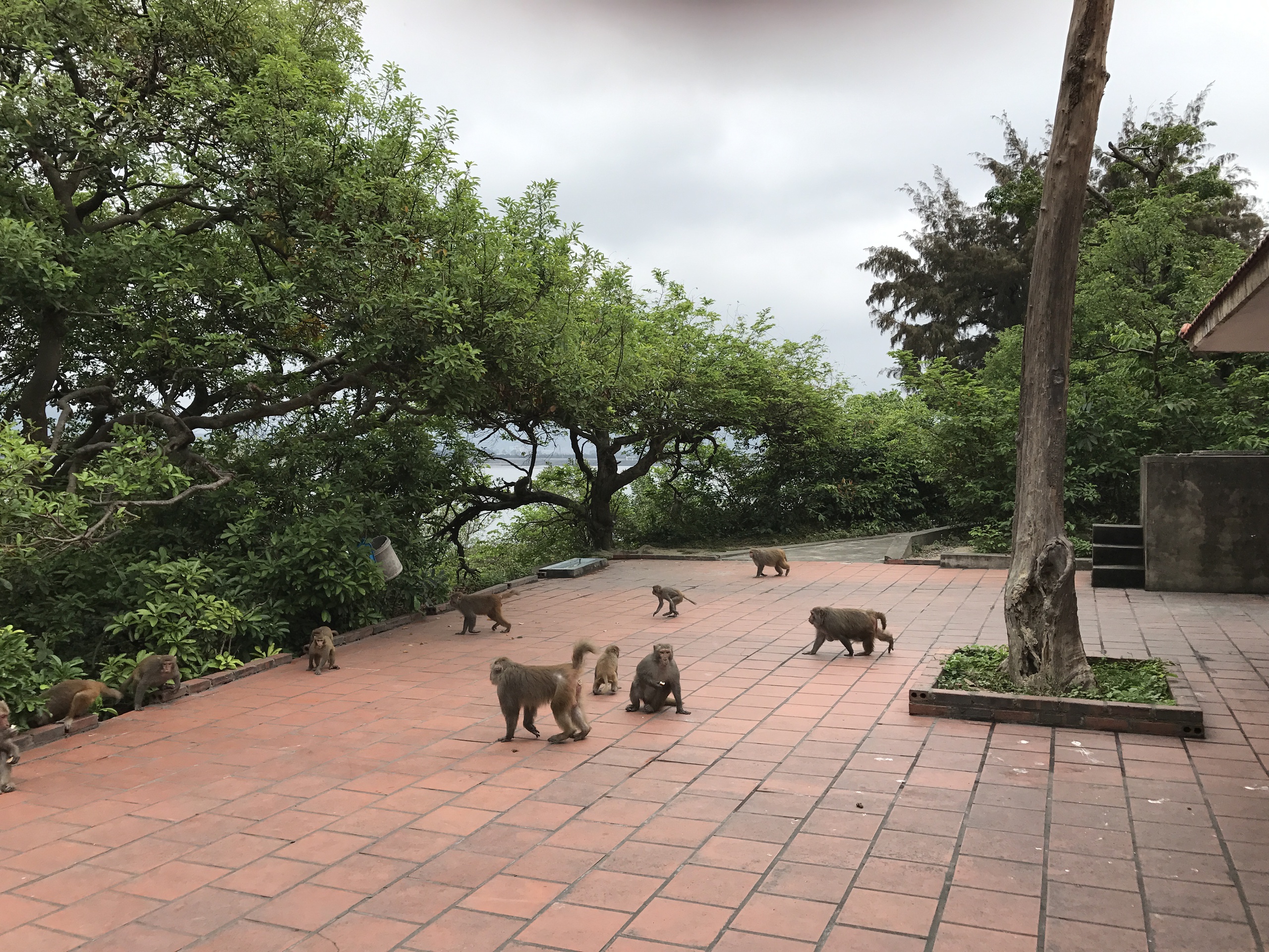 Đảo Rều - ngôi nhà của những chú khỉ hiến thân cho khoa học