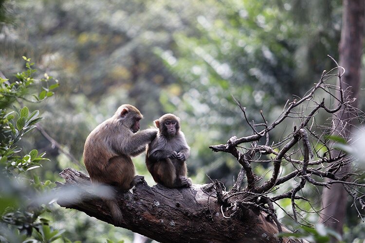Đảo Rều - ngôi nhà của những chú khỉ hiến thân cho khoa học
