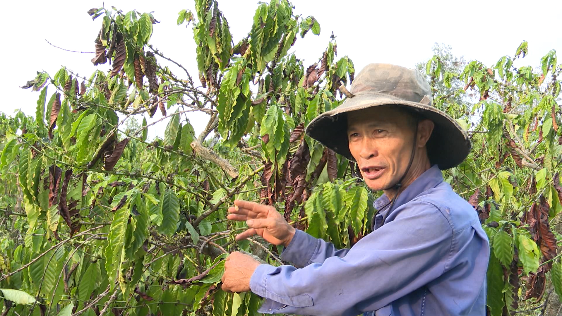 Kon Tum: Thủ phủ cà phê trước nguy cơ mất mùa do nắng nóng- Ảnh 2.