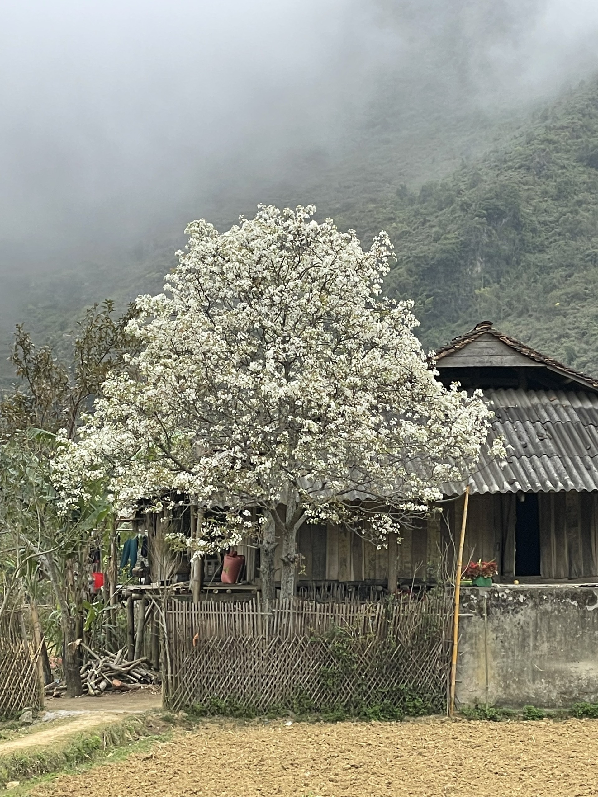 Đến Cao Bằng mùa hoa lê