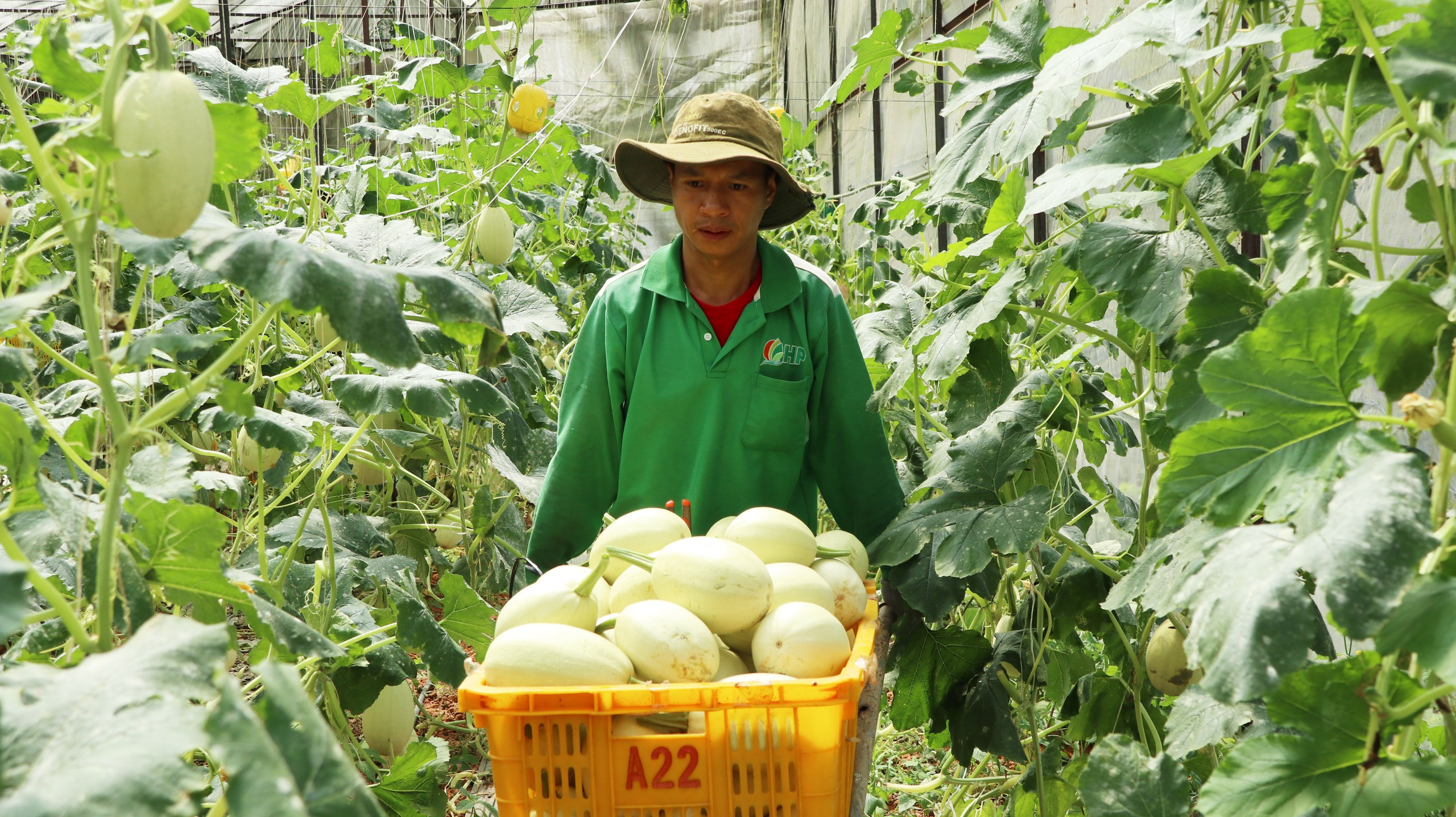 Diện tích nông nghiệp hữu cơ tại Việt Nam quá khiêm tốn- Ảnh 1.