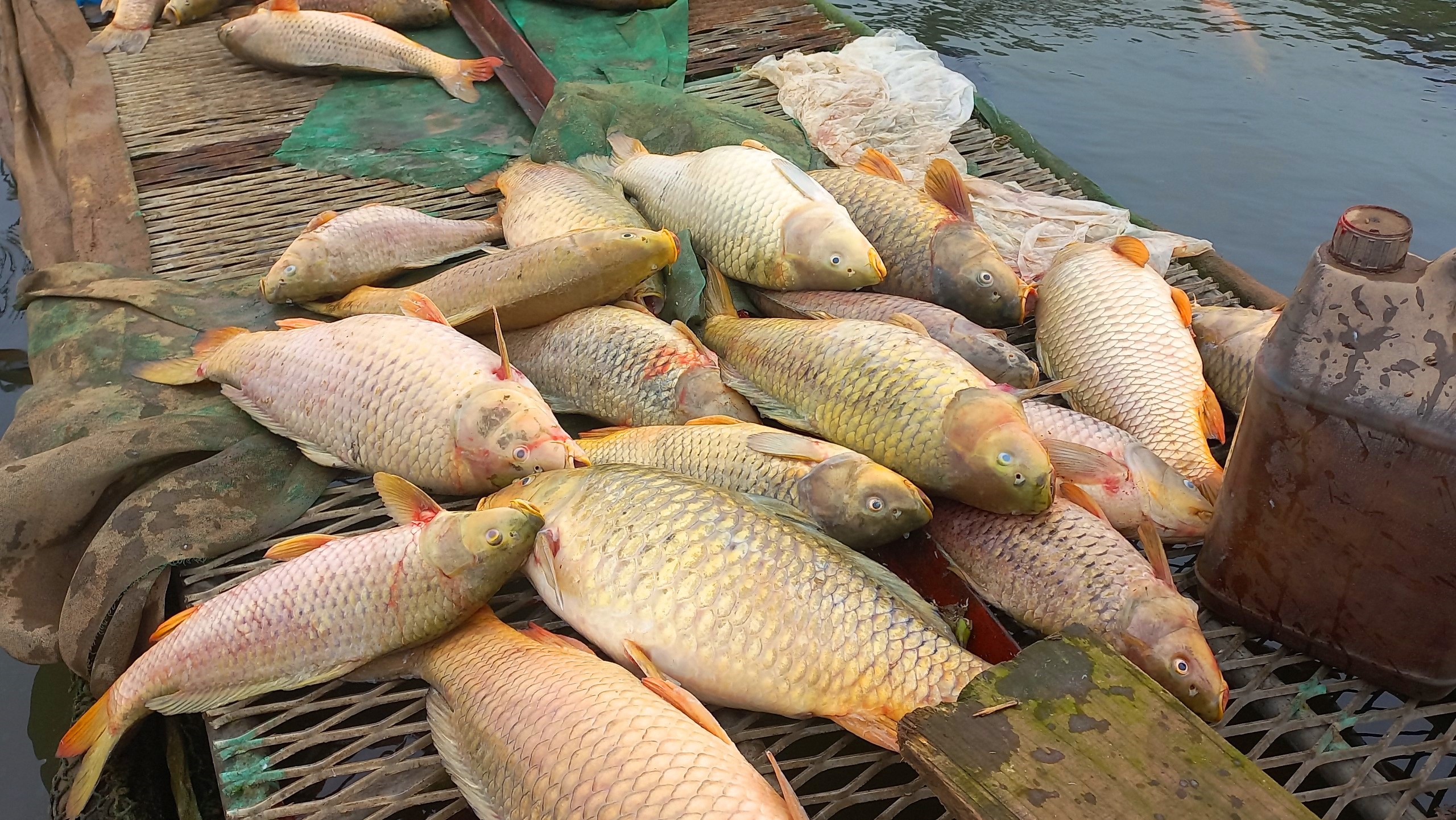 Hải Dương: Đã tìm ra nguyên nhân hàng trăm tấn cá lồng chết- Ảnh 1. Cá đạt trọng lượng 5 - 7 kg của người nuôi cá lồng ở Hải Dương chết hàng loạt do thiếu ô xy