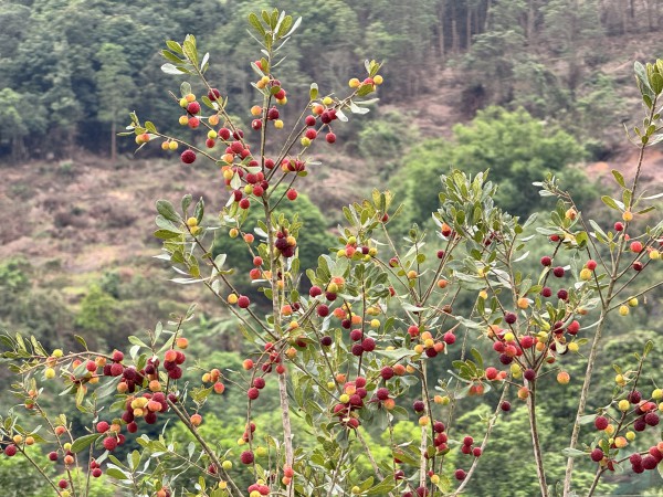 Ngọt ngào mùa thanh mai rừng ở huyện đảo Vân Đồn