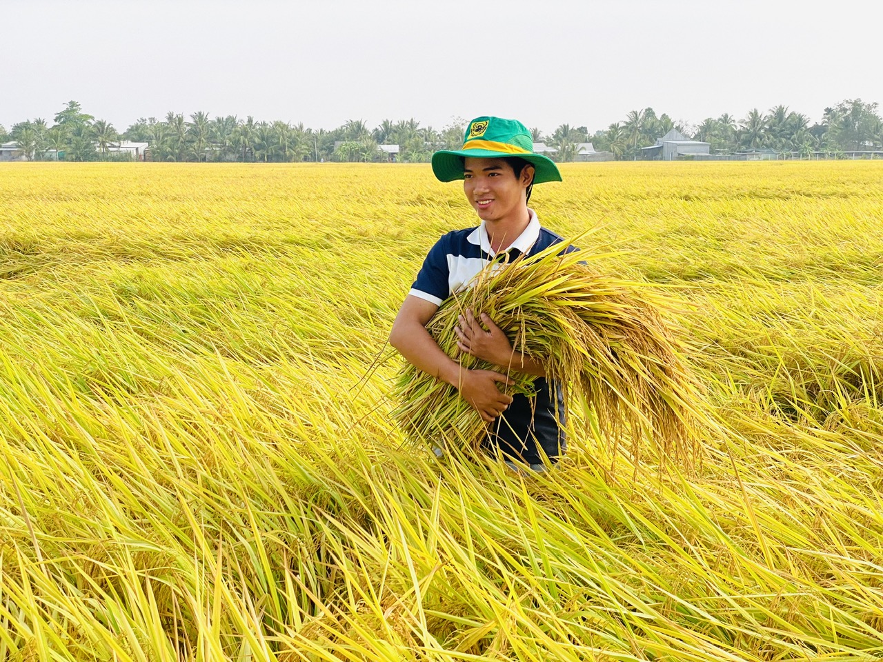 Lúa gạo được mùa trúng giá giúp Công ty phân bón Bình Điền kinh doanh thuận lợi