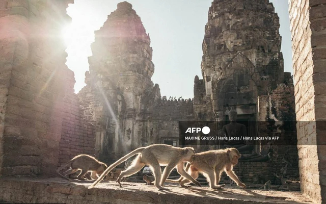 Thái Lan lập đội cảnh sát đặc biệt truy bắt khỉ hung hãn